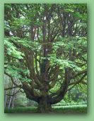 Olympic National Park_May_08 388.jpg