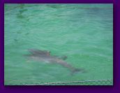 Virgin_Islands_day_3_4 021.jpg