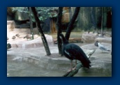 z78b017.jpg